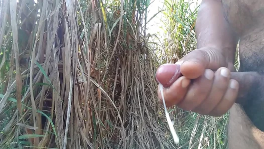 Hot Handjob Amidst the Sugarcane: A Steamy, Sticky Escape – GayPornHub 18+